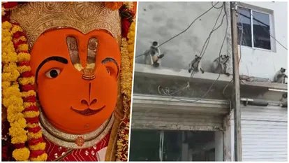 उज्जैन में खड़े हनुमान मंदिर के पास जुटे 12 से ज्यादा लंगूर, वायरल दावों पर प्रशासन ने बताया सच