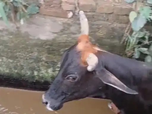 मुजफ्फरनगर: आवारा कुत्तों के हमले से नाले में गिरी गाय, ग्रामीणों ने बचाया