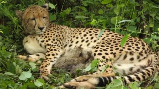 कूनो नेशनल पार्क से खुशखबरी, KGP-12 ने खुले जंगल में जन्मे चार शावक