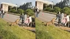 घायल तेंदुए के रेस्क्यू के दौरान वन अधिकारी पर हमला, वीडियो हुआ वायरल