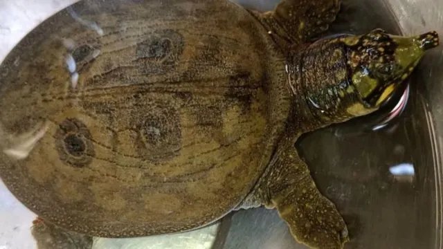 असम में दो दुर्लभ कछुओं का रेस्क्यू, स्थानीय लोगों और वन विभाग ने बचाई जान