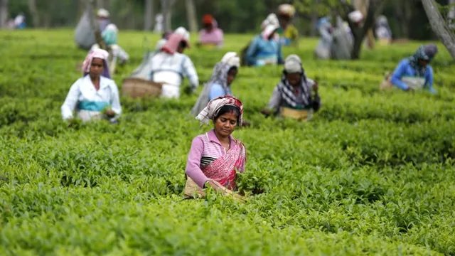 बंगाल में 45,185 पदों पर भर्ती को मंजूरी, चाय श्रमिकों को मिलेगा पूजा बोनस