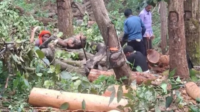 अमरकंटक में साल बोरर कीट से प्रभावित 9,500 पेड़ों की कटाई शुरू, वन विभाग को मिली मंजूरी
