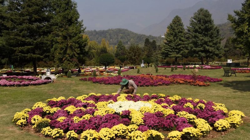 श्रीनगर में पर्यटकों के लिए खुला क्राइसेंथेमम गार्डन, उमर अब्दुल्ला ने किया उद्घाटन