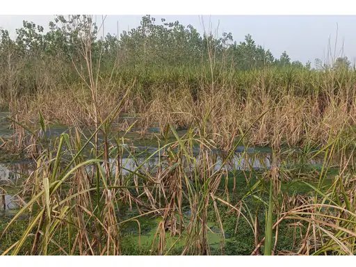 मुजफ्फरनगर में बेमौसम बारिश से किसानों की बढ़ी चिंता, धान-गन्ने की फसल को नुकसान