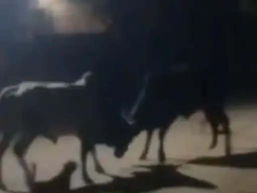 मुजफ्फरनगर के सैदपुर खुर्द में आवारा सांडों का आतंक, घर में घुसकर सामान तोड़ा