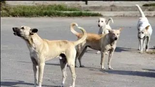 बेंगलुरु में आवारा कुत्ते को पेड़ से लटकाकर पीटने का आरोप, तीन आरोपी हिरासत में