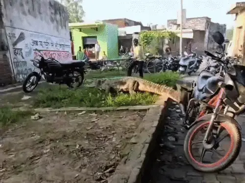 आबादी के बीच पहुंचा विशाल मगरमच्छ, दो घंटे की मशक्कत के बाद वन विभाग ने पकड़ा